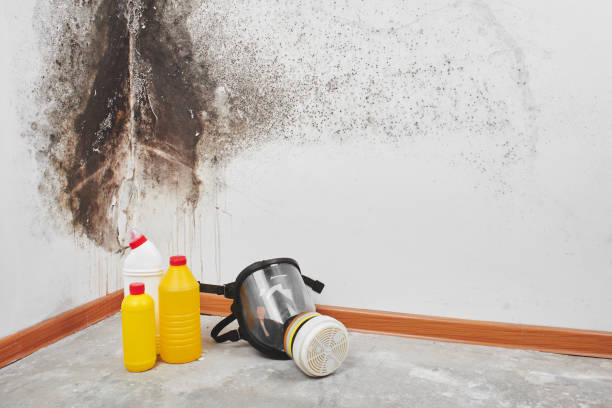 Best Kitchen Mold Remediation in Oak Park, MI