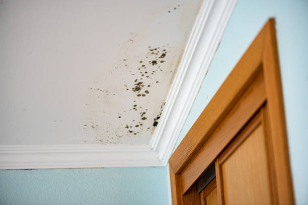 Best Commercial Mold Remediation in Oak Park, MI