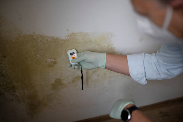 Best Bathroom Mold Remediation in Oak Park, MI