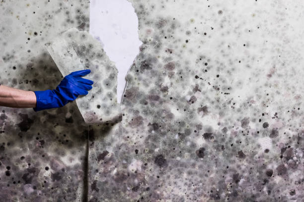 Best Post-Flood Mold Remediation in Oak Park, MI